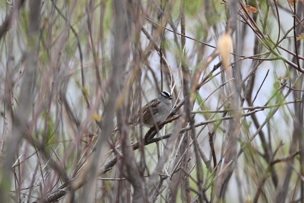 White-crowned Sparrow (Dark-lored) - ML446059061
