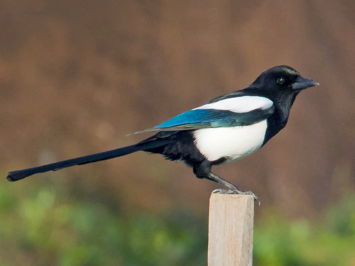 European Magpie