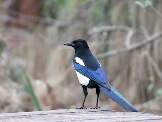 Oriental Magpie Pica Serica Birds Of The World