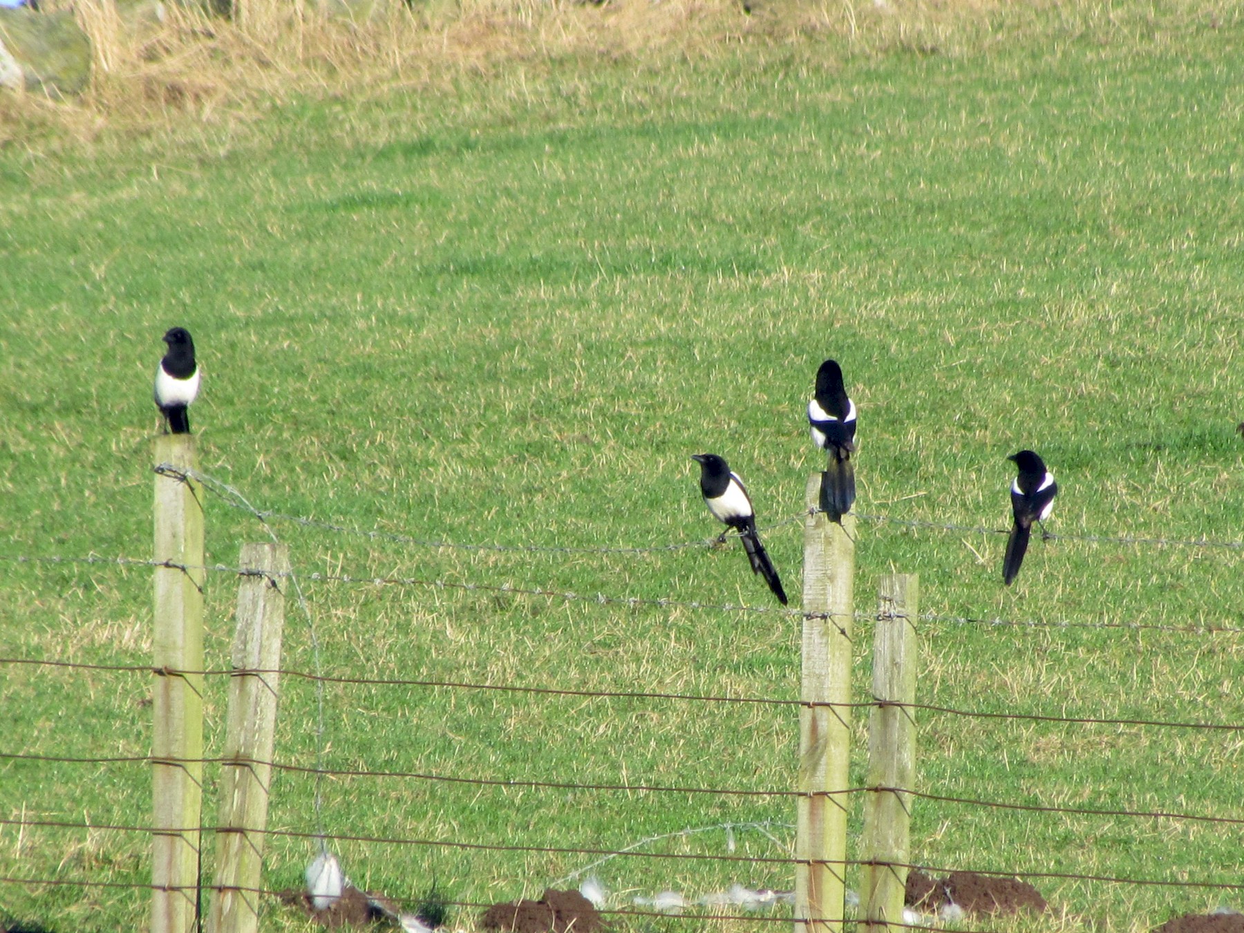 Eurasian Magpie - Bruce Kerr