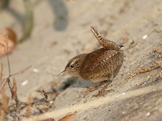  - Eurasian Wren