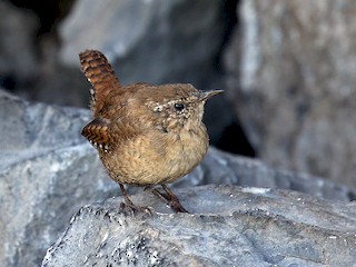  - Eurasian Wren