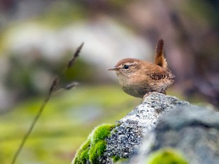  - Eurasian Wren