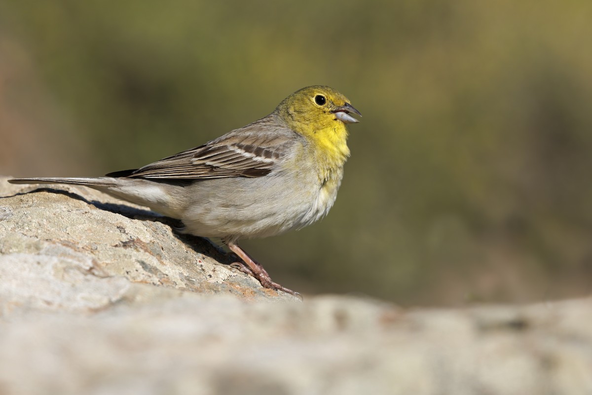 Cinereous Bunting - Marco Valentini