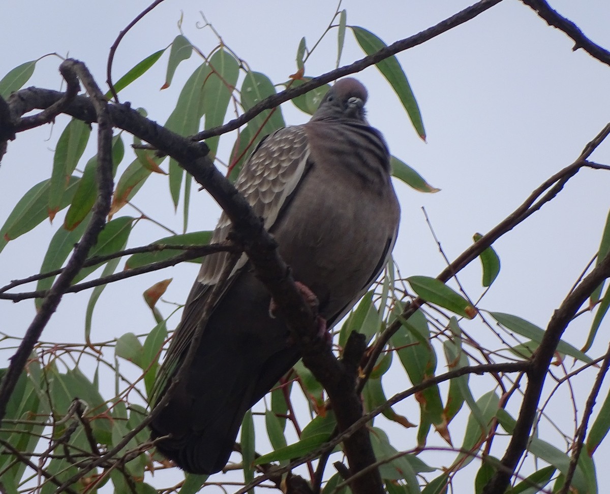 Spot-winged Pigeon - Charly Moreno Taucare