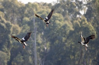 Magpie Goose, ML446067931