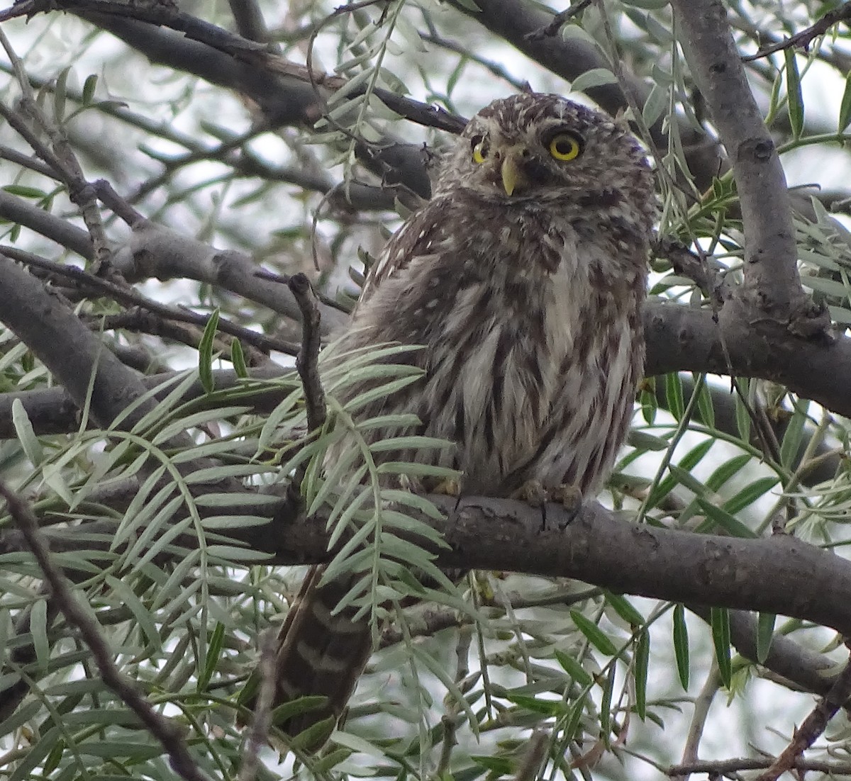 Peruvian Pygmy-Owl - ML44606951