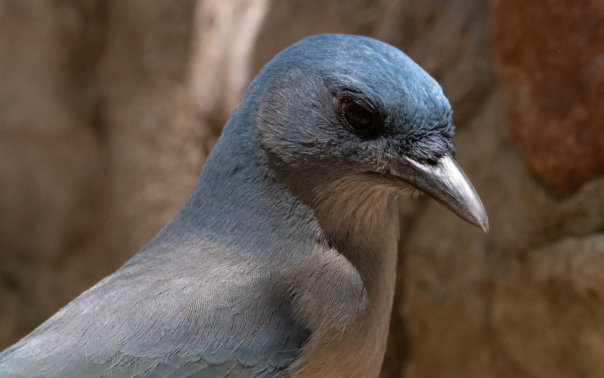 Mexican Jay - ML446071811