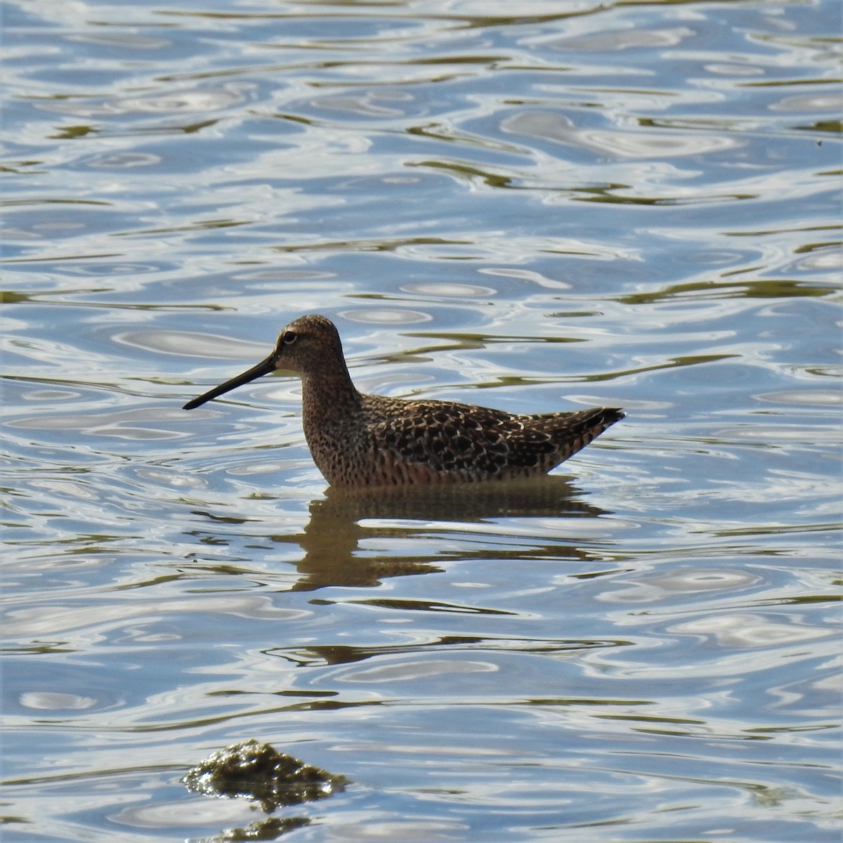 Long-billed Dowitcher - ML446073431