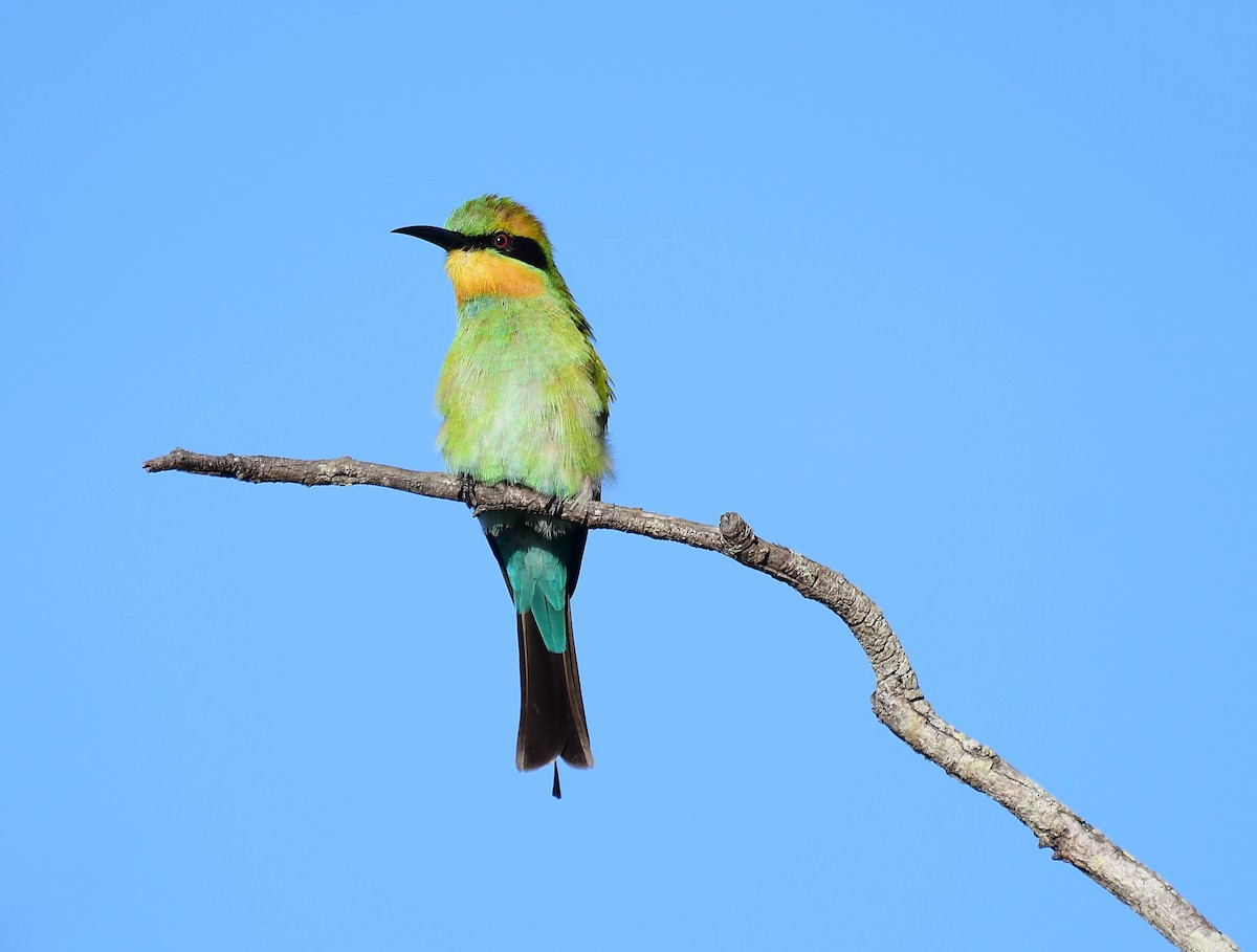 Rainbow Bee-eater - Michael Daley