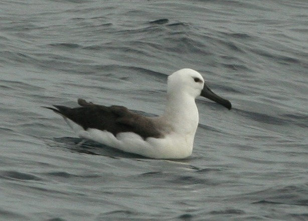 Indian Yellow-nosed Albatross - ML446075681