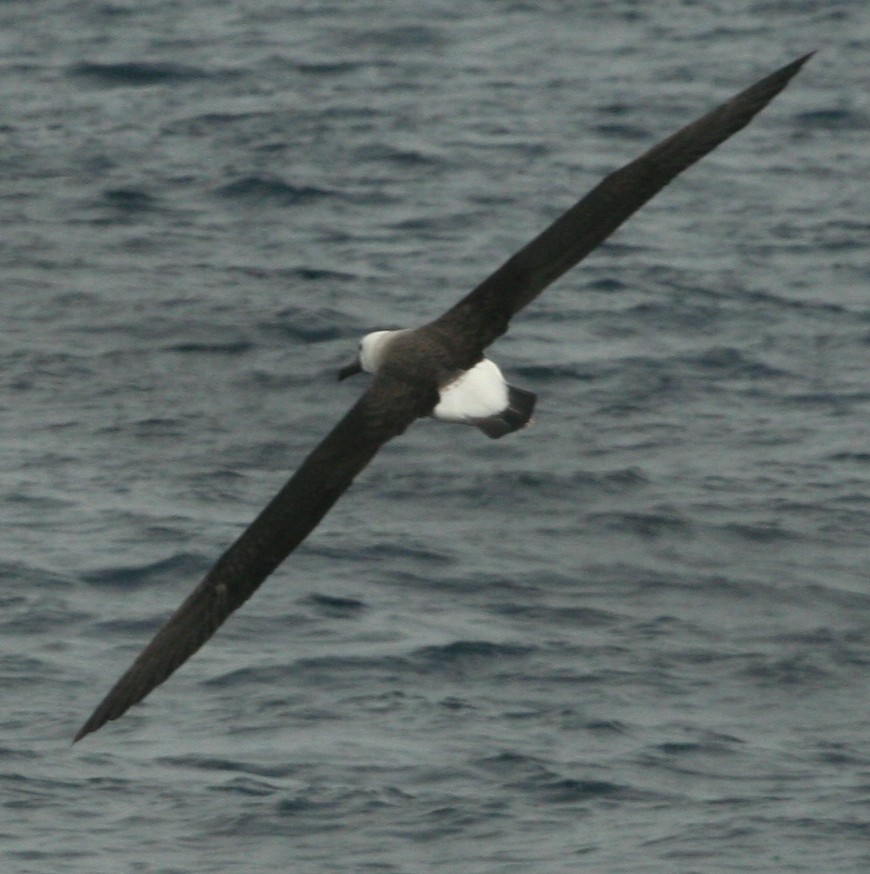 Indian Yellow-nosed Albatross - ML446075691