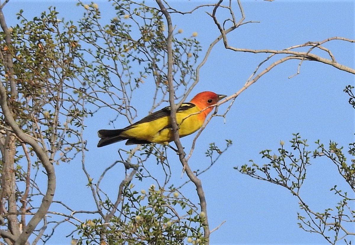 Western Tanager - ML446078901