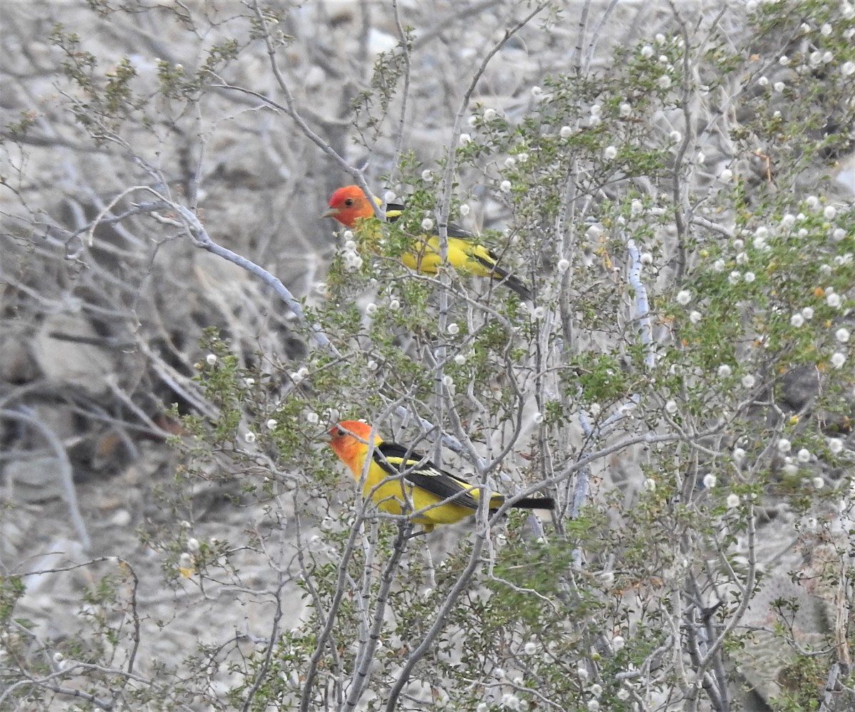 Western Tanager - ML446078921