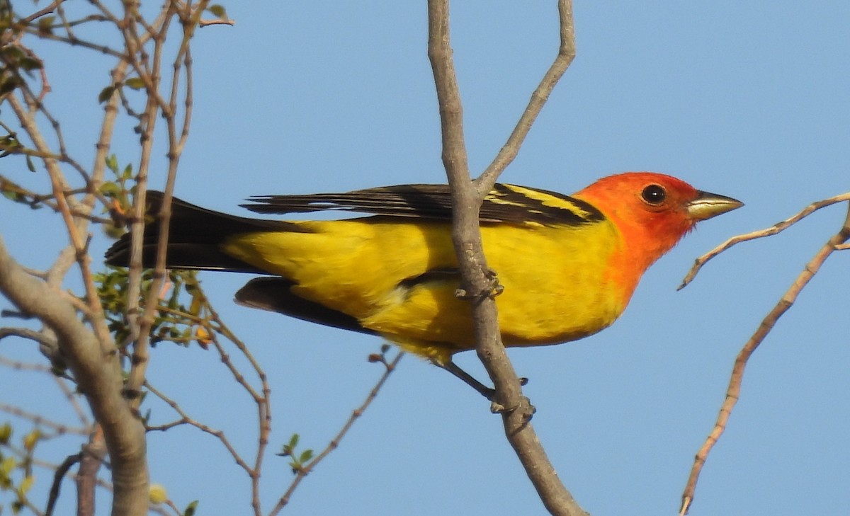 Western Tanager - ML446080631
