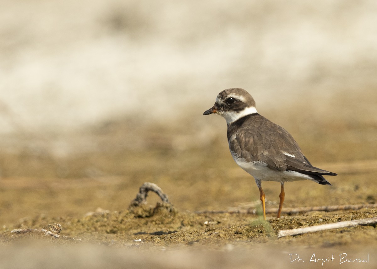 Common Ringed Plover - ML446087431