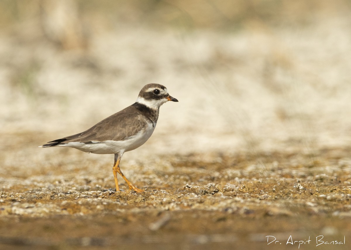 Common Ringed Plover - ML446087441