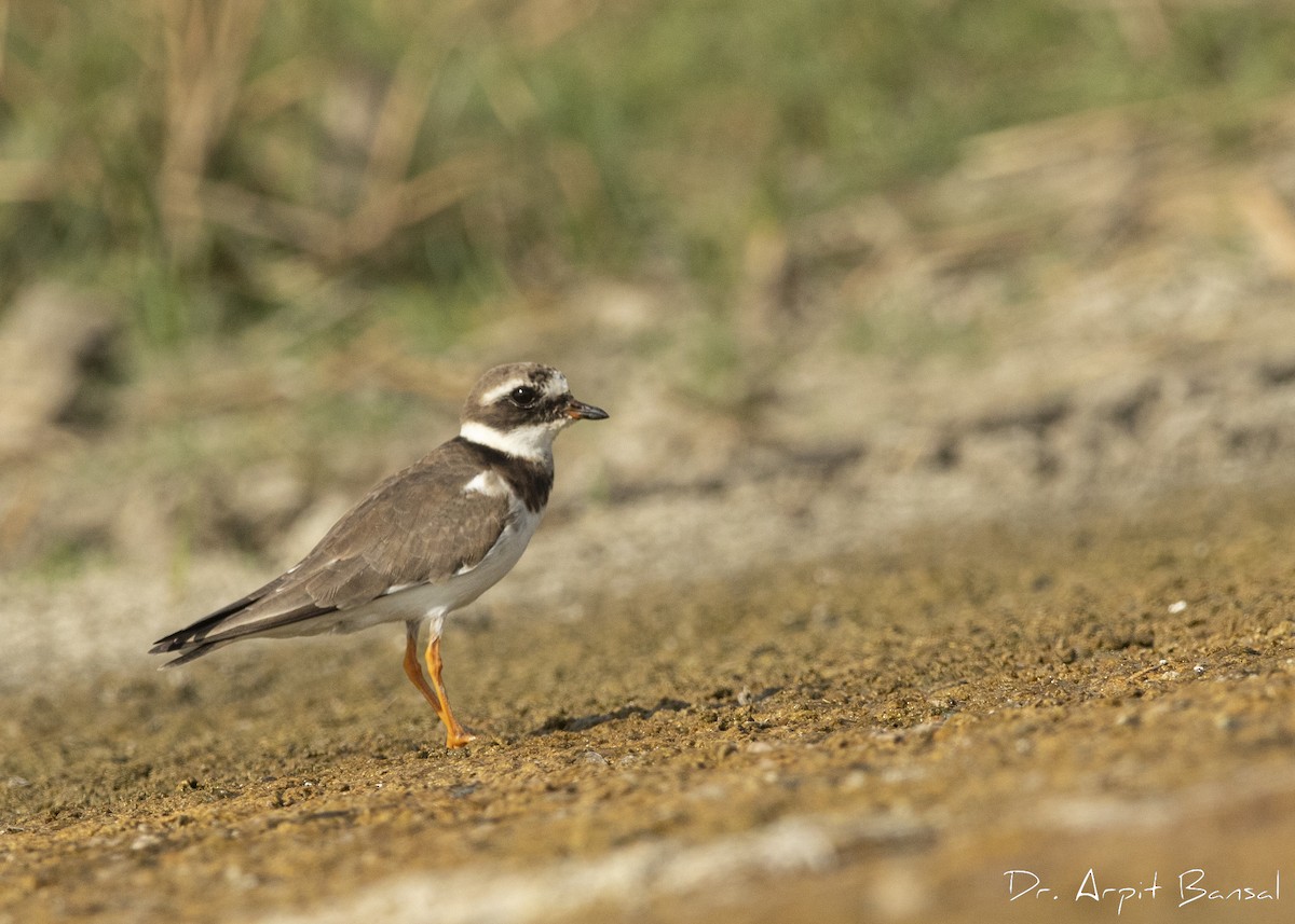 Common Ringed Plover - ML446087451