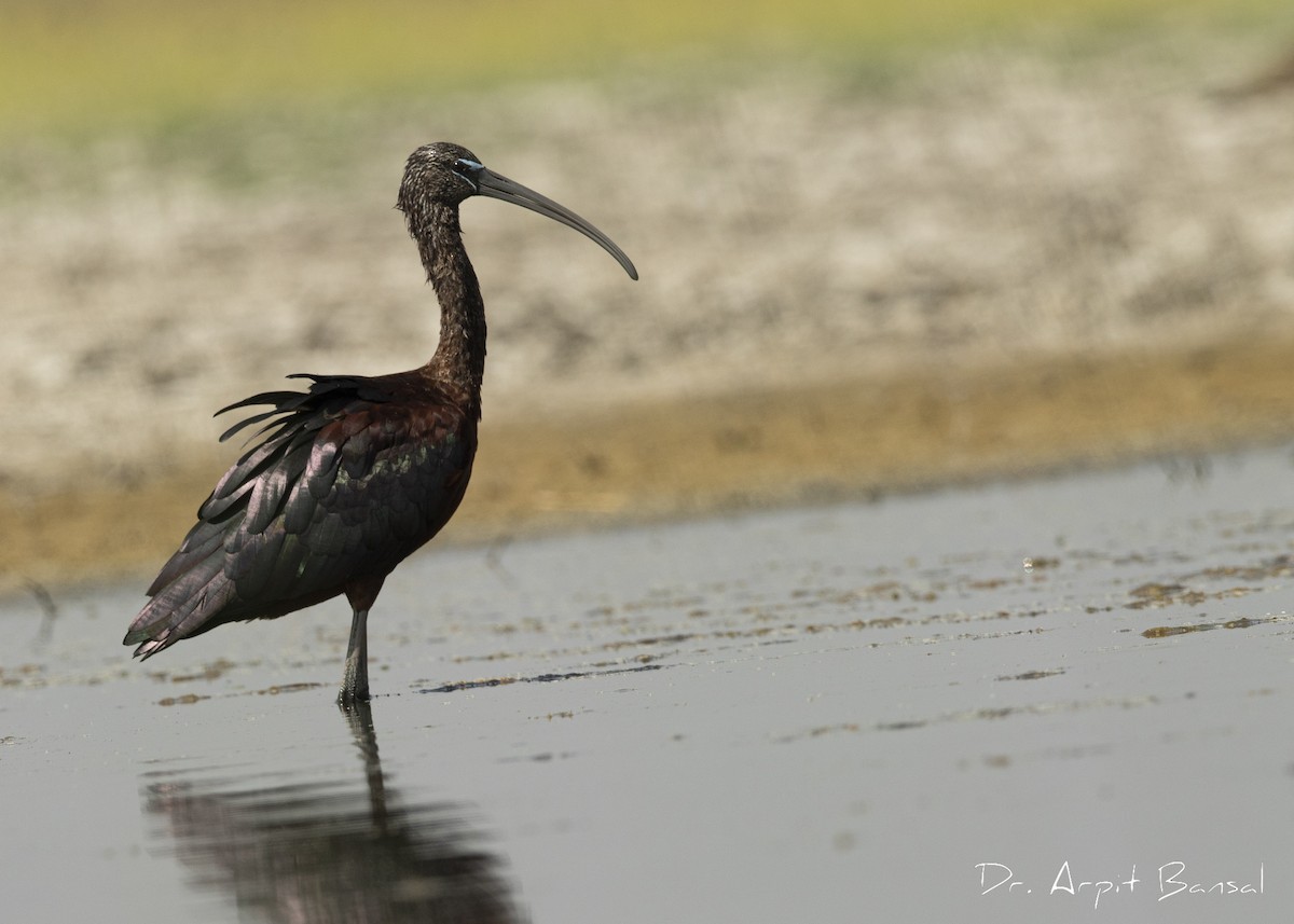 ibis hnědý - ML446087801