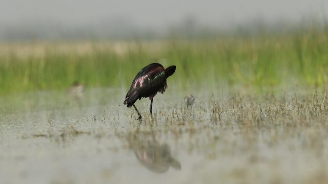 ibis hnědý - ML446087921