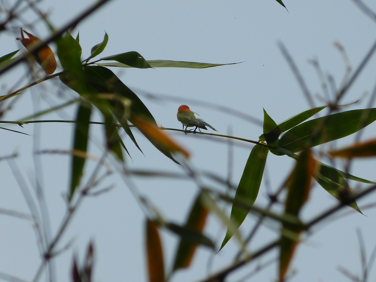 Chestnut-headed Bee-eater - Supratim Mukherjee