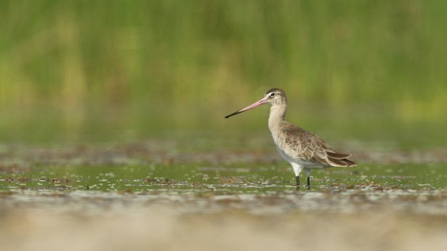  - Black-tailed Godwit