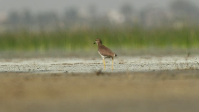  - White-tailed Lapwing