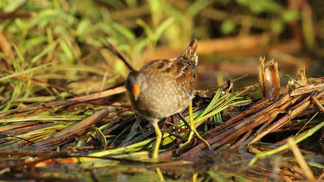 Spotted Crake - ML446088111