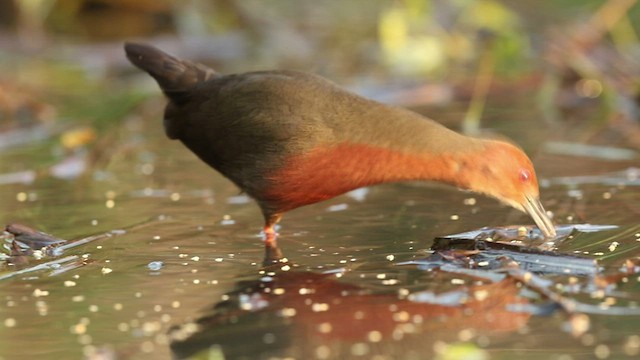  - Ruddy-breasted Crake
