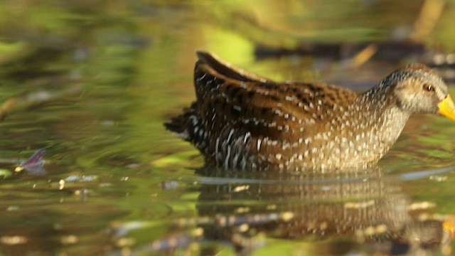 Spotted Crake - ML446088701