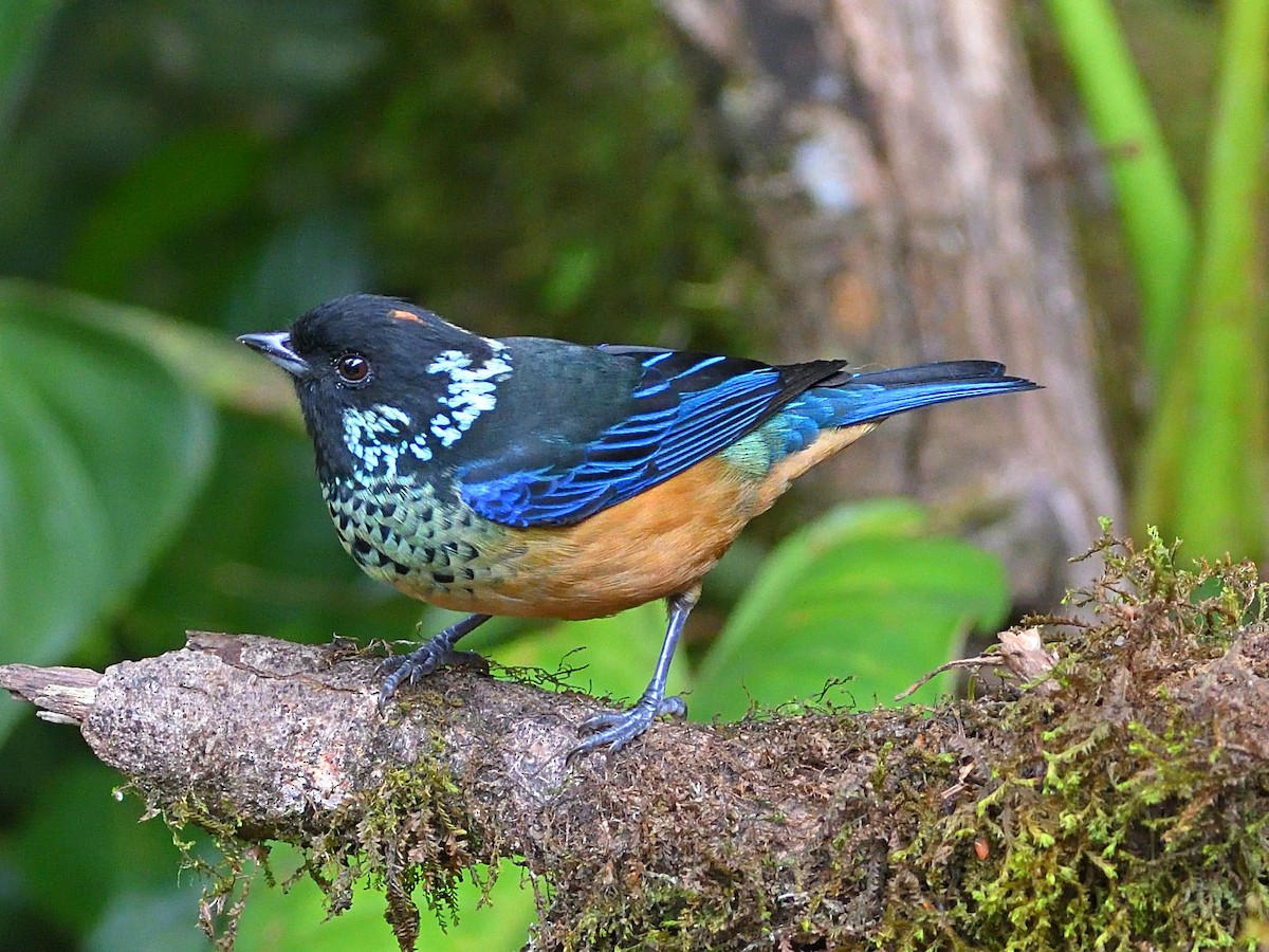Spangle-cheeked Tanager - BY Tan