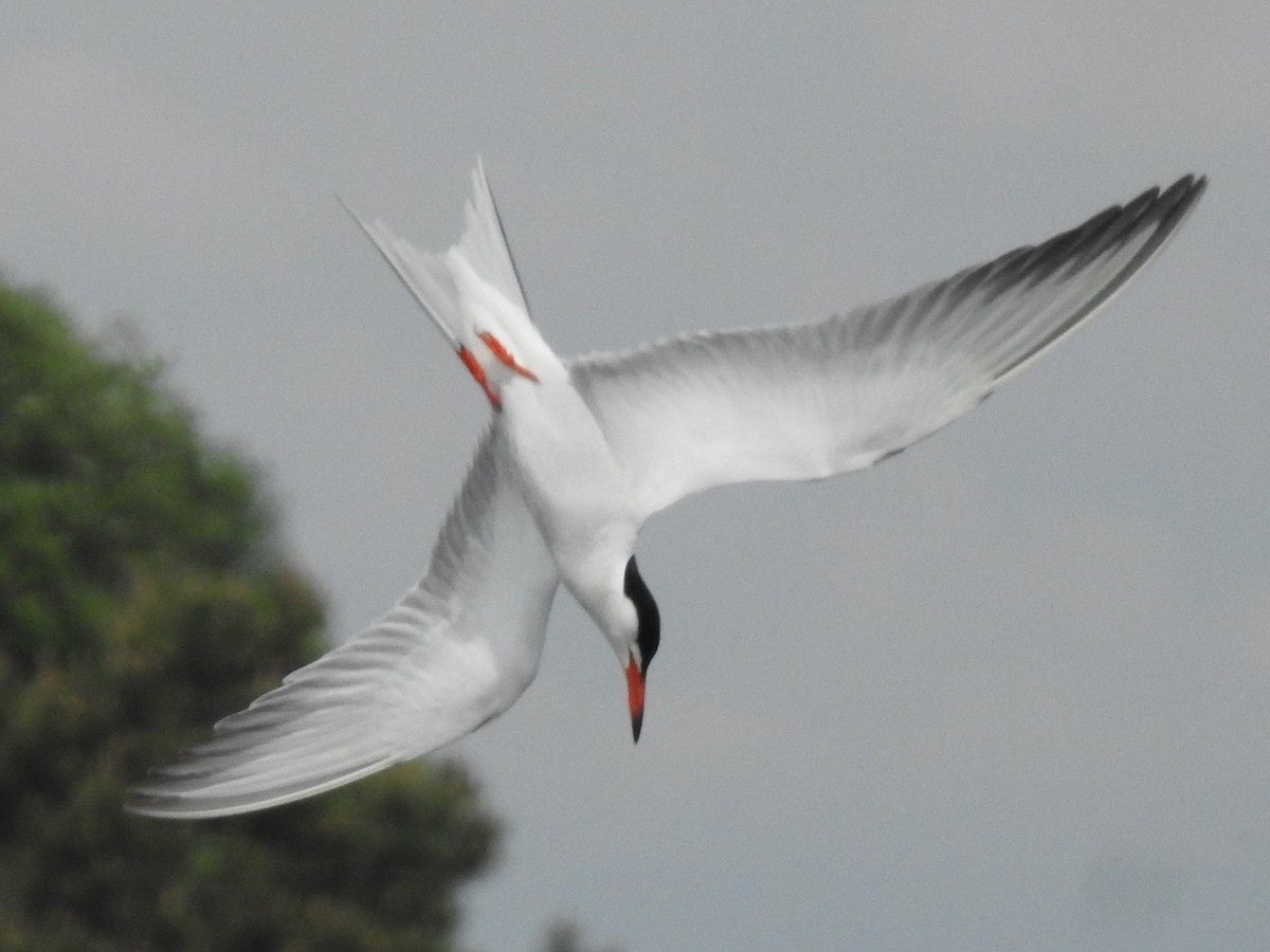 Common Tern - ML446094981
