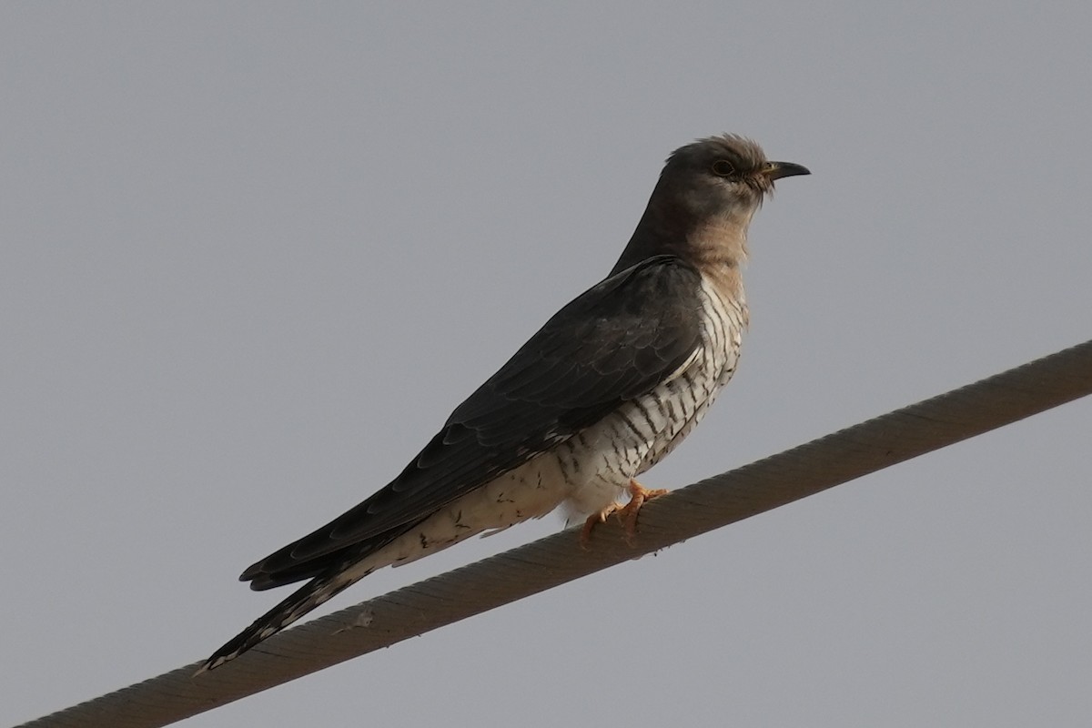 Common Cuckoo - ML446097311