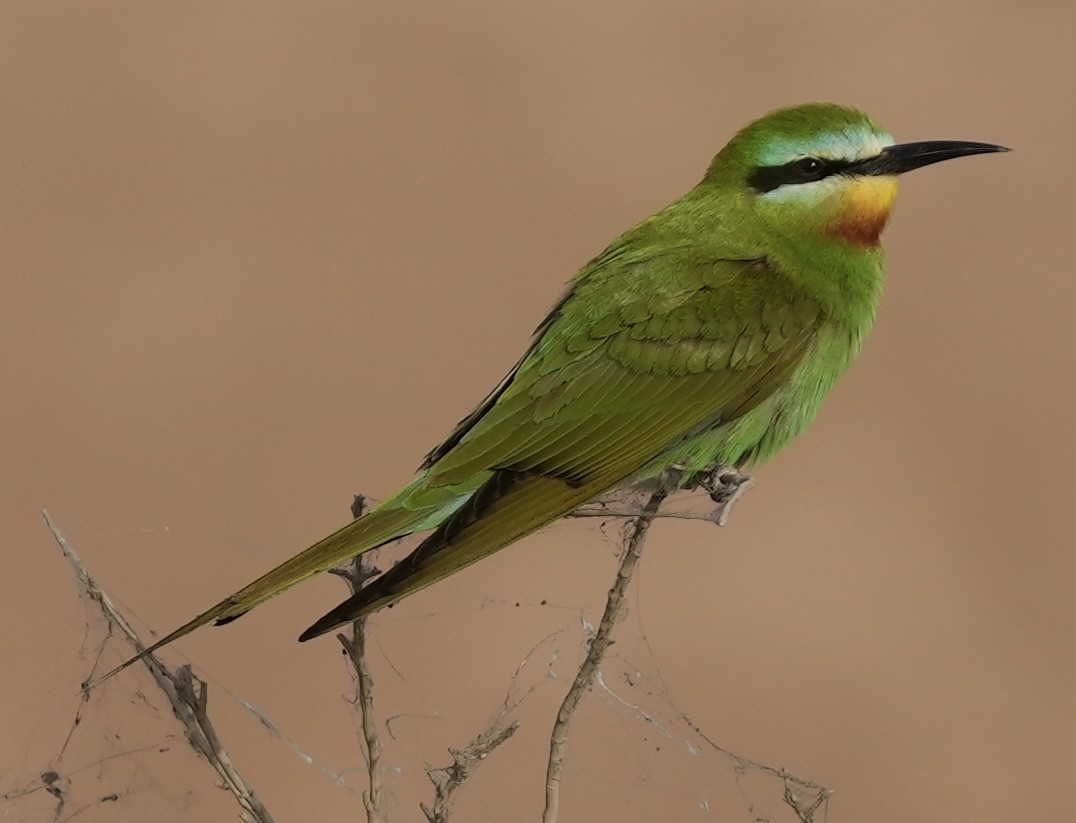 Blue-cheeked Bee-eater - ML446097831