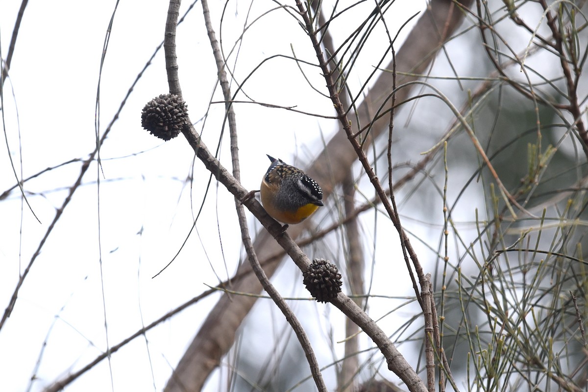 Spotted Pardalote - ML446100011