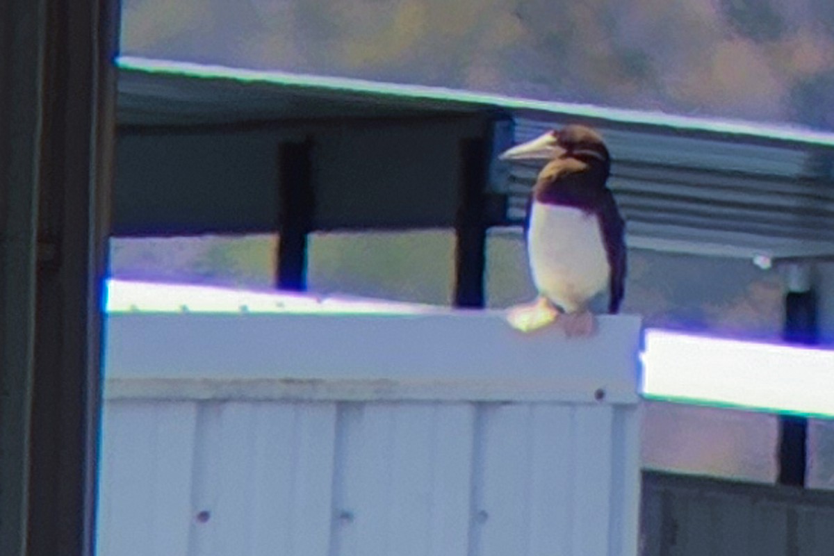 Brown Booby - ML446103701
