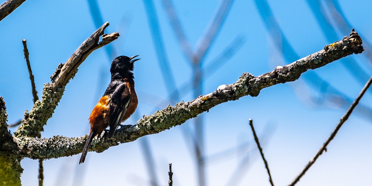 Orchard Oriole - ML446107091