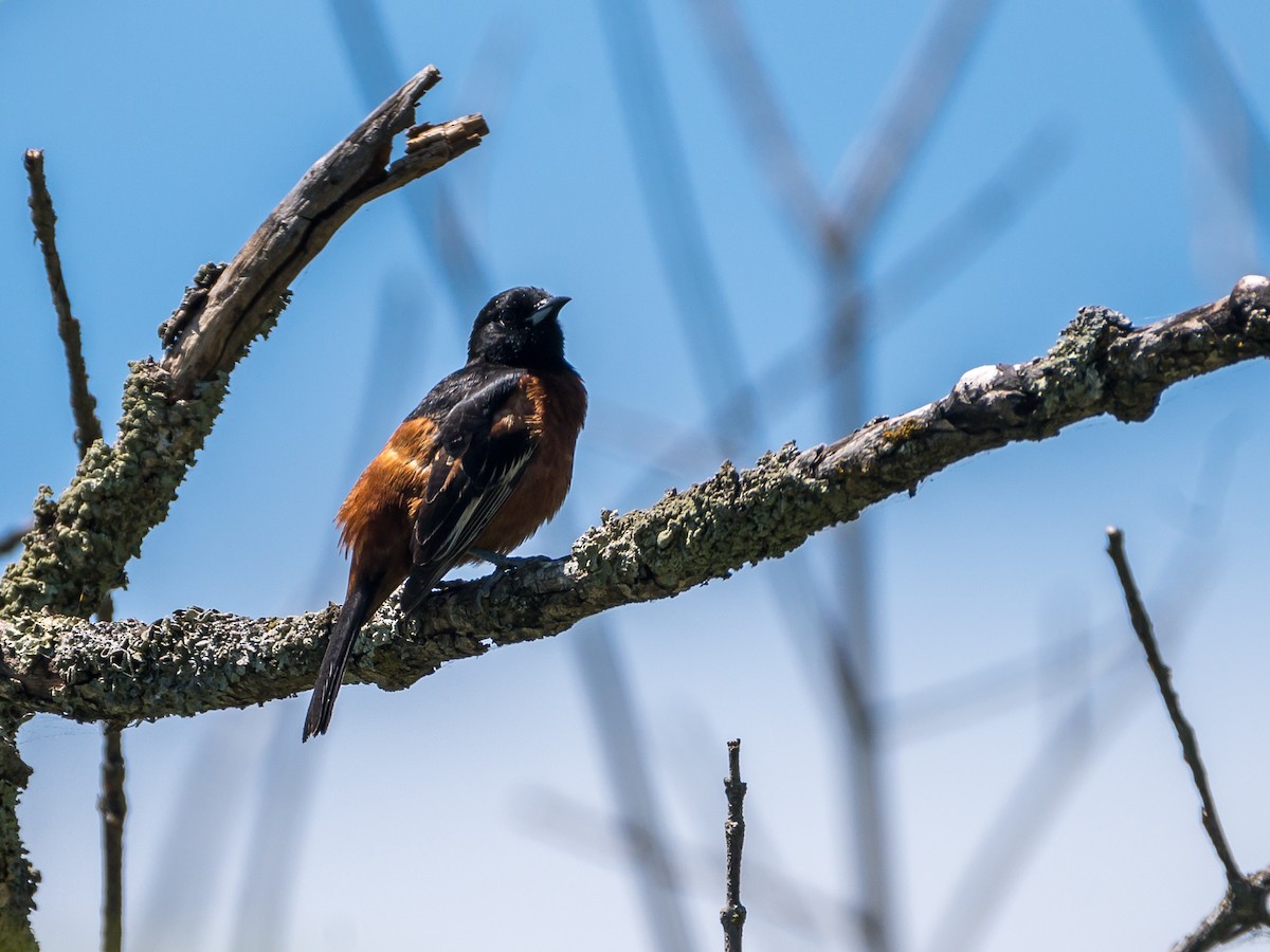 Orchard Oriole - ML446107161