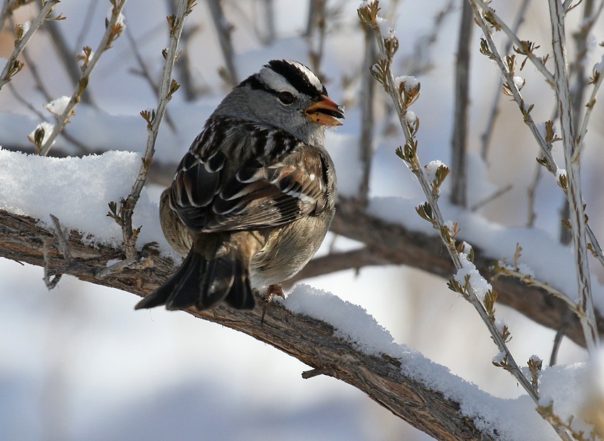 White-crowned Sparrow (Gambel's) - ML44610731