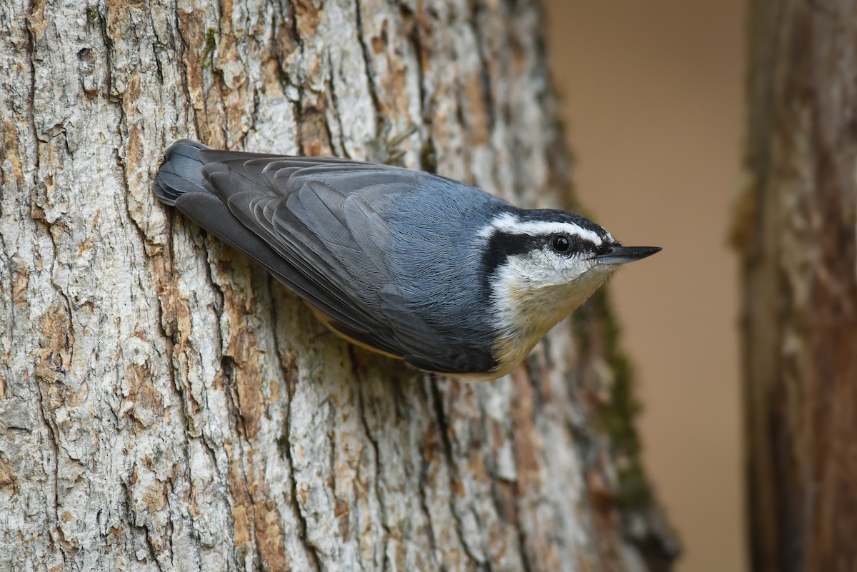 Red-breasted Nuthatch - ML44610871