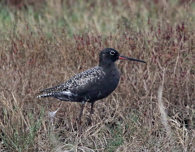 Spotted Redshank - ML446115831