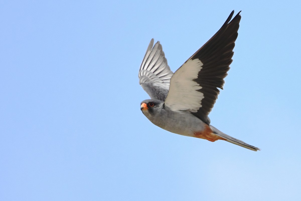 Amur Falcon - peng su