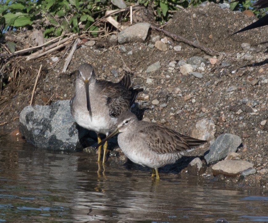 Long-billed Dowitcher - ML44611761