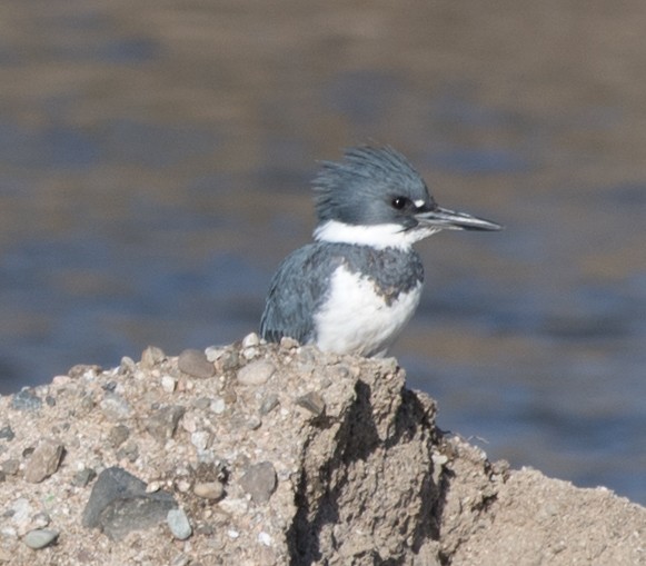 Belted Kingfisher - ML44611891