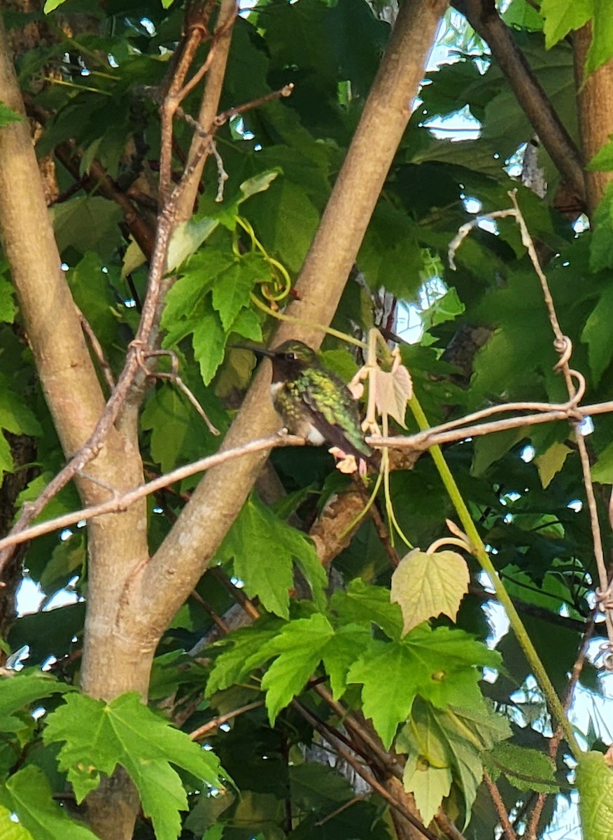 Ruby-throated Hummingbird - ML446122731