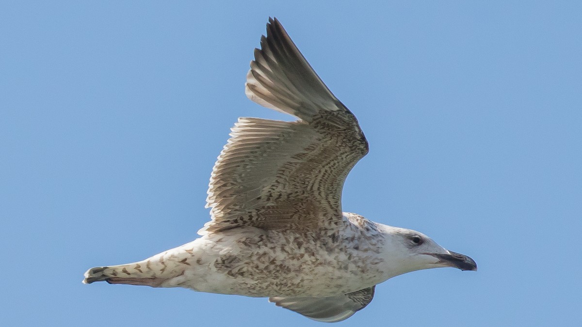 Great Black-backed Gull - Milan Martic