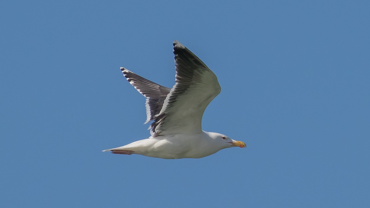 Great Black-backed Gull - Milan Martic