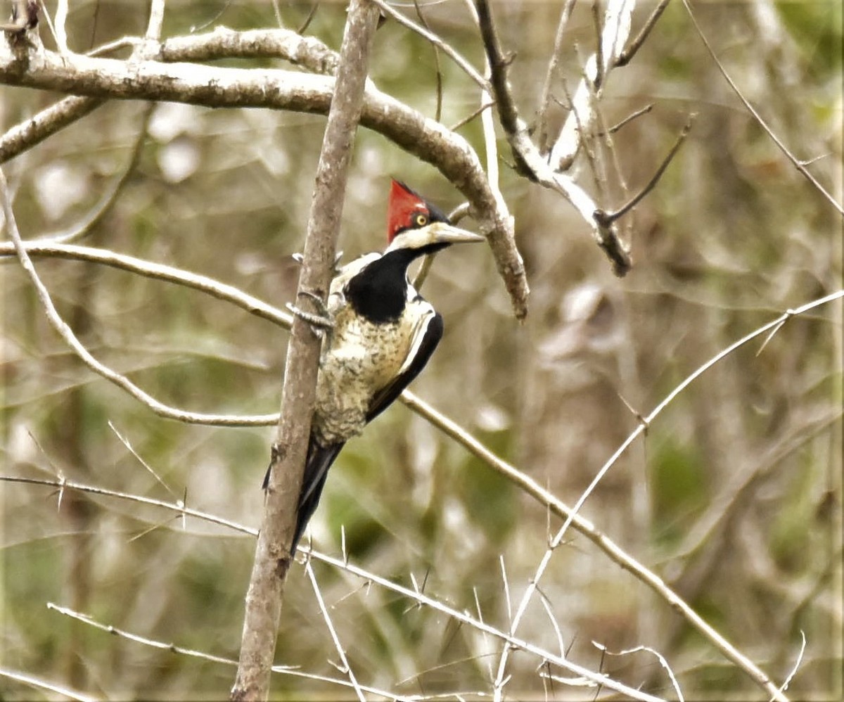 Crimson-crested Woodpecker - ML446126561