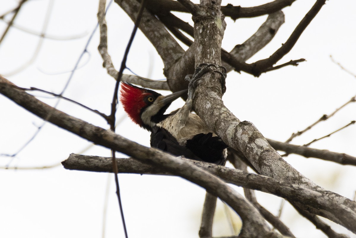 Crimson-crested Woodpecker - ML446126571