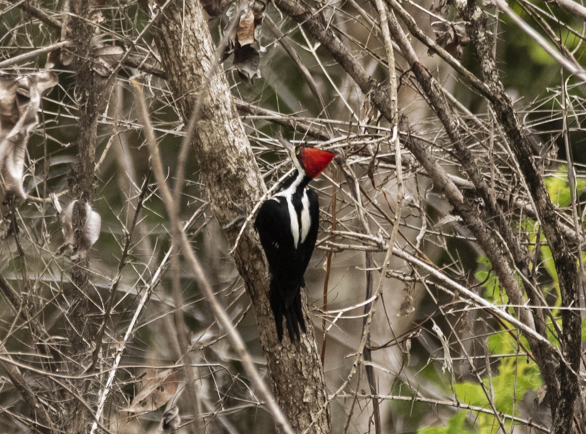 Crimson-crested Woodpecker - ML446126581